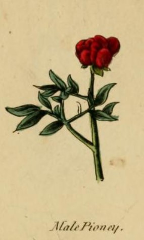 'But I gave her all medicines': herbal remedies in Alice Thornton's Books